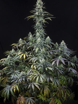 Dinafem Early Amnesia CBD 10 Stk feminisiert Dinafem Early Amnesia CBD 10 Stk feminisiert