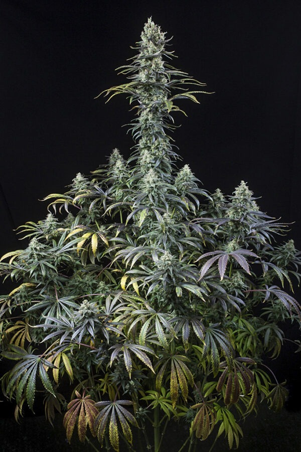 Dinafem Early Amnesia CBD 10 Stk feminisiert
