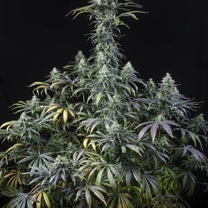 Dinafem early amnesia cbd Samen – Bild 3