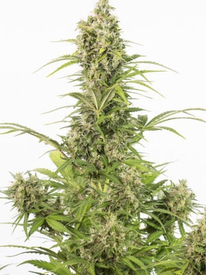 Dinafem White Widow Auto CBD 10 Stk feminisiert Dinafem White Widow Auto CBD 10 Stk feminisiert