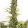 Dinafem amnesia autoflowering cbd Samen