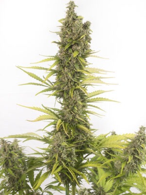 Dinafem Amnesia Auto CBD 10 Stk feminisiert