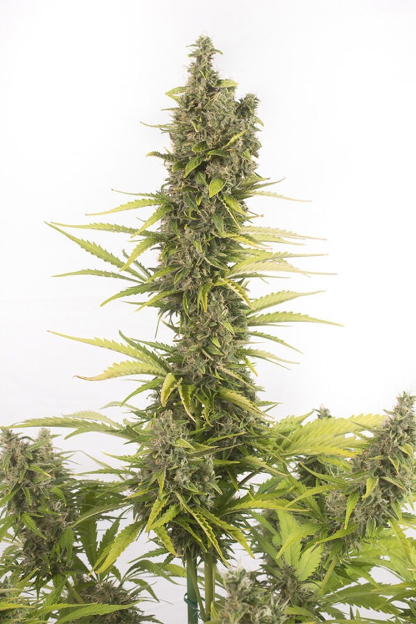Dinafem Amnesia Auto CBD 10 Stk feminisiert