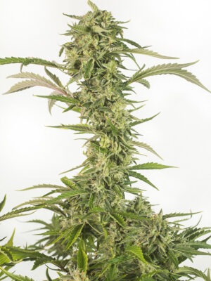 Dinafem og kush autoflowering cbd Samen Dinafem og kush autoflowering cbd Samen