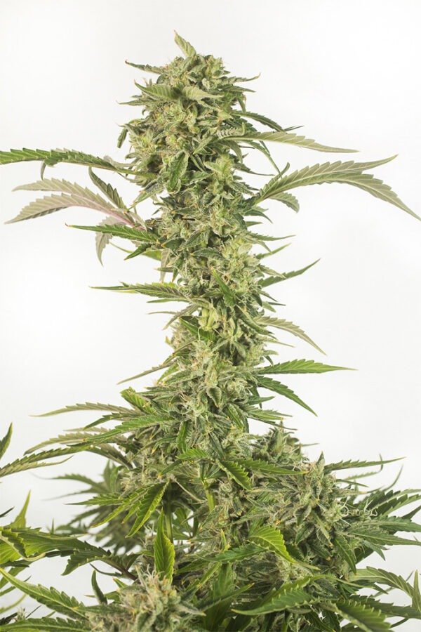 Dinafem og kush autoflowering cbd Samen