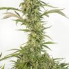 Dinafem og kush autoflowering cbd Samen – Bild 3