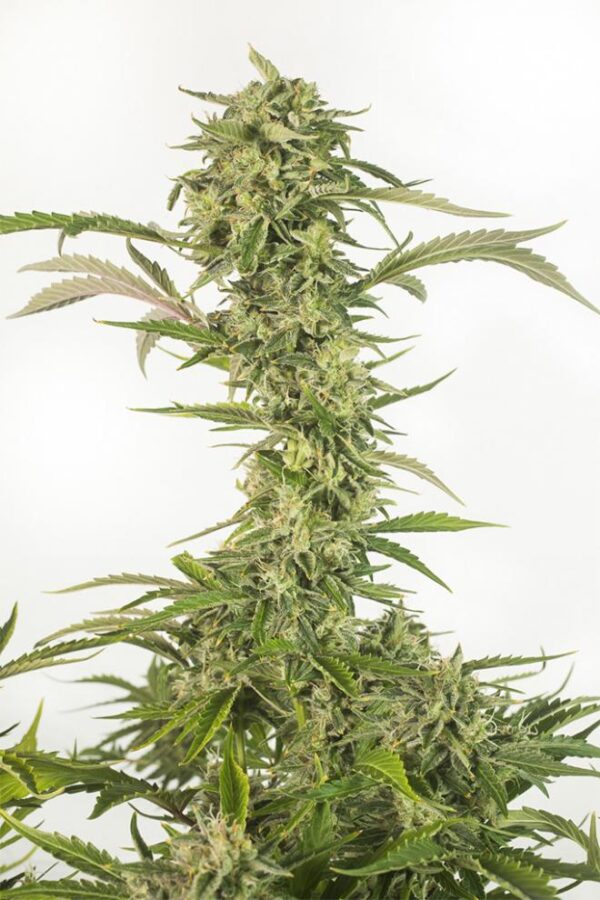 Dinafem og kush autoflowering cbd Samen – Bild 2