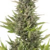 Dinafem Critical+ Auto CBD 10 Stk feminisiert