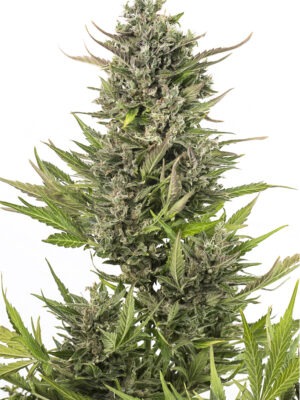 Dinafem Critical+ Auto CBD 10 Stk feminisiert