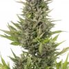 Dinafem critical autoflowering cbd Samen – Bild 3