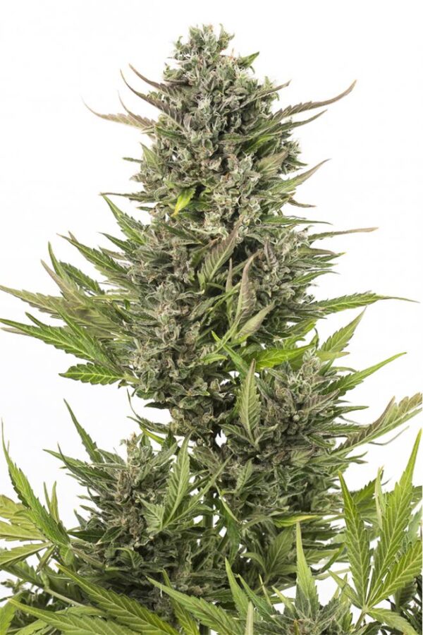 Dinafem critical autoflowering cbd Samen – Bild 2