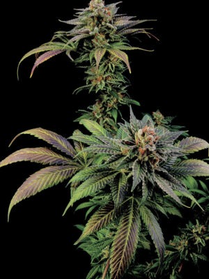 Dinafem Blue Widow 5 Stk feminisiert