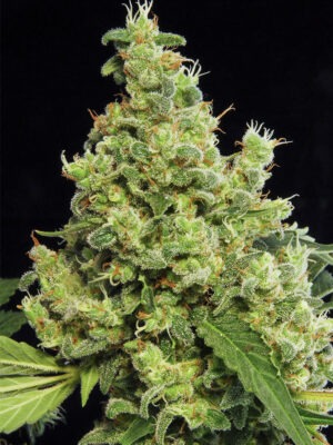 Dinafem Blue Hash 10 Stk feminisiert