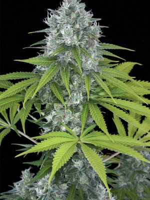 Dinafem power kush Samen Dinafem power kush Samen