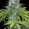 Dinafem power kush Samen – Bild 2