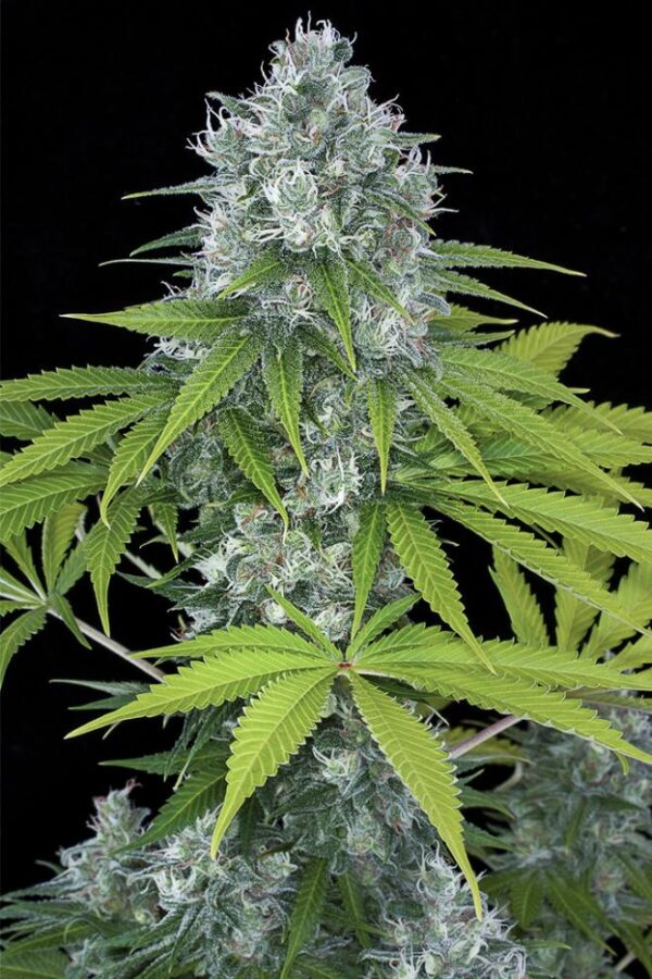 Dinafem power kush Samen – Bild 2