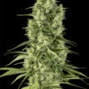 Dinafem santa sativa Samen