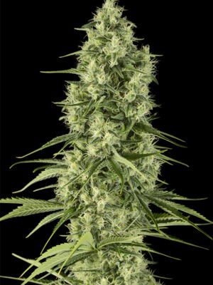 Dinafem santa sativa Samen Dinafem santa sativa Samen