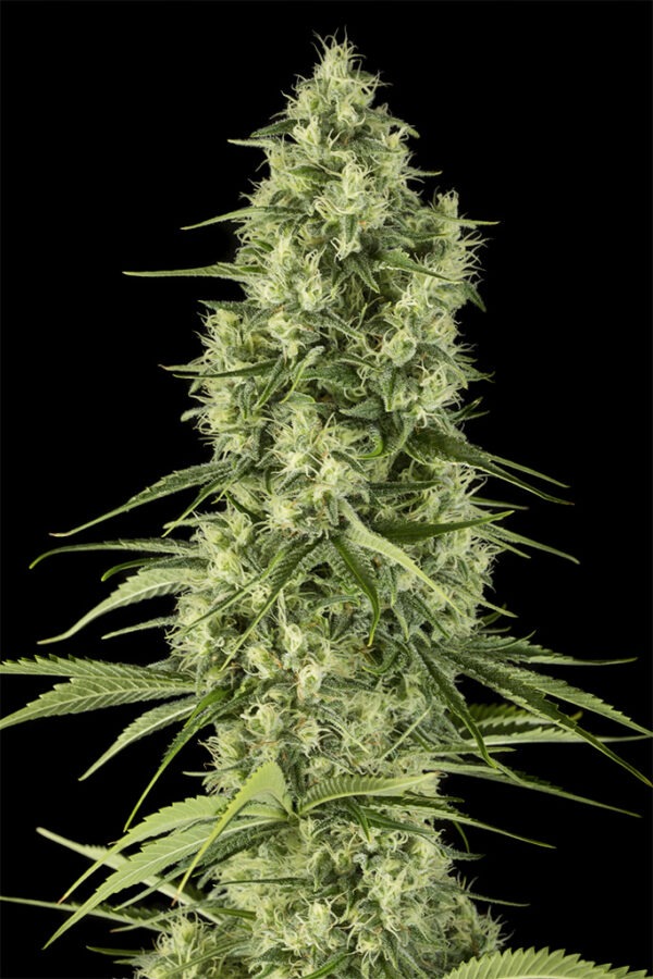 Dinafem santa sativa Samen