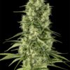 Dinafem santa sativa Samen – Bild 2