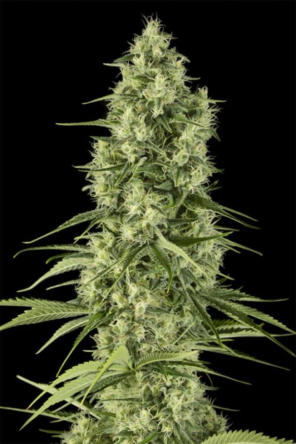 Dinafem santa sativa Samen – Bild 2