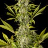 Dinafem royale haze Samen