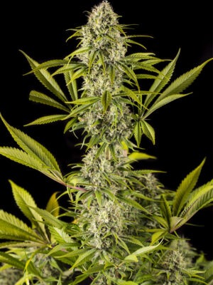 Dinafem royale haze Samen Dinafem royale haze Samen