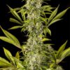 Dinafem royale haze Samen – Bild 2