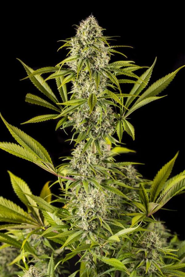 Dinafem royale haze Samen – Bild 2