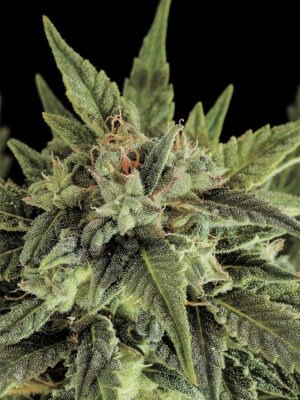 Dinafem fruit autoflowering Samen