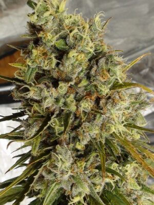 Ace Seeds C5 Haze X Kali China 5 Stk feminisiert Ace Seeds C5 Haze X Kali China 5 Stk feminisiert