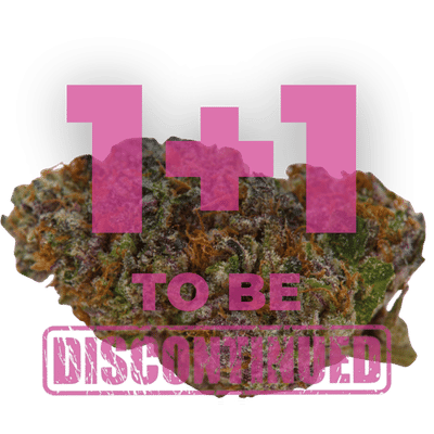 Growers Choice Blue Dream Sherbet Autoflower Samen – Bild 3