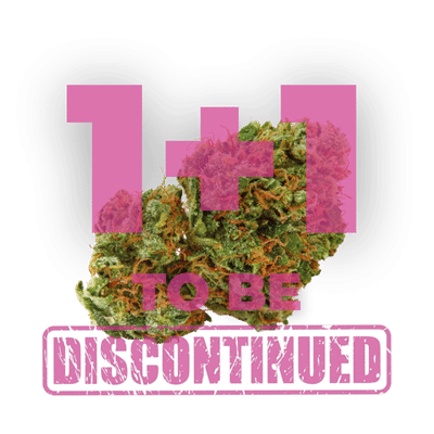 Growers Choice Grapefruit x Bubblegum Autoflower Samen – Bild 5