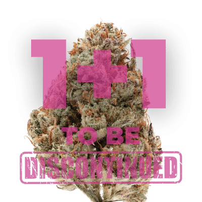 Growers Choice Silvergrape Sherbet Samen – Bild 5