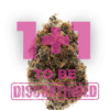 Growers Choice Watermelon Punch Autoflower Samen – Bild 4