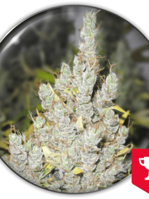 Medical Seeds 2046
