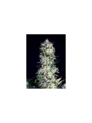 Absolute Cannabis Seeds Rittus Haze