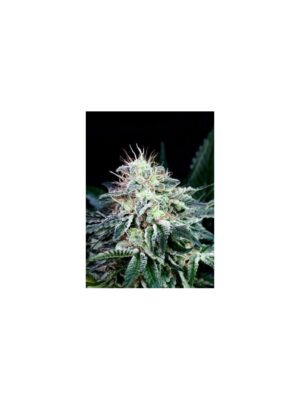 Absolute Cannabis Seeds Radical Auto