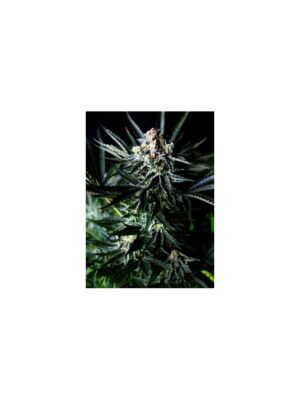 Absolute Cannabis Seeds Amazing Auto