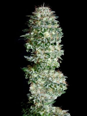 Absolute Cannabis Seeds Absolute Herer