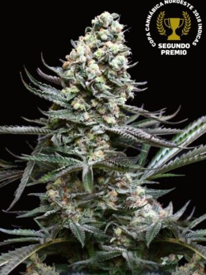 Absolute Cannabis Seeds Nordes