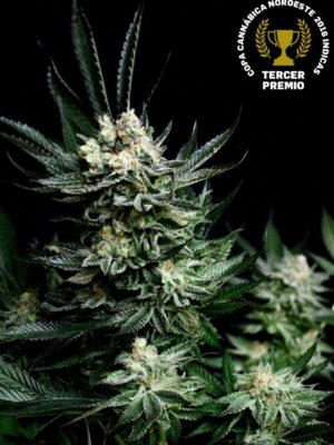 Absolute Cannabis Seeds Critigal +
