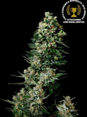 Absolute Cannabis Seeds Chocolute F2 (regular)