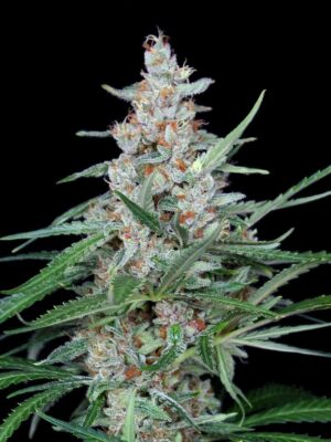 Absolute Cannabis Seeds Utopia