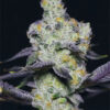 Growers Choice Blue Dream Sherbet Samen – Bild 3