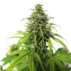 Blimburn Seeds ak auto Samen