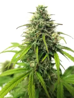 Blimburn Seeds AK Auto 3 Stk feminisiert Blimburn Seeds AK Auto 3 Stk feminisiert