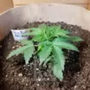 Blimburn Seeds ak auto Samen – Bild 3