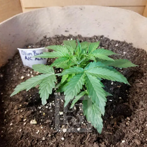 Blimburn Seeds ak auto Samen – Bild 3