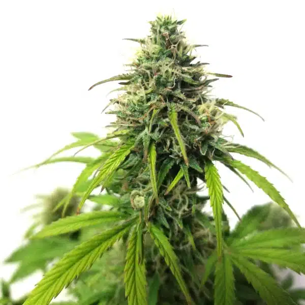 Blimburn Seeds AK Auto 3 Stk feminisiert